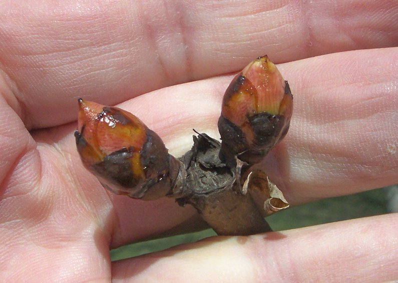Bud of the Ohio Buckeye