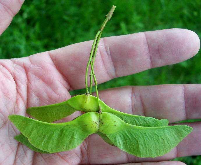 Fruit of the Norway Maple