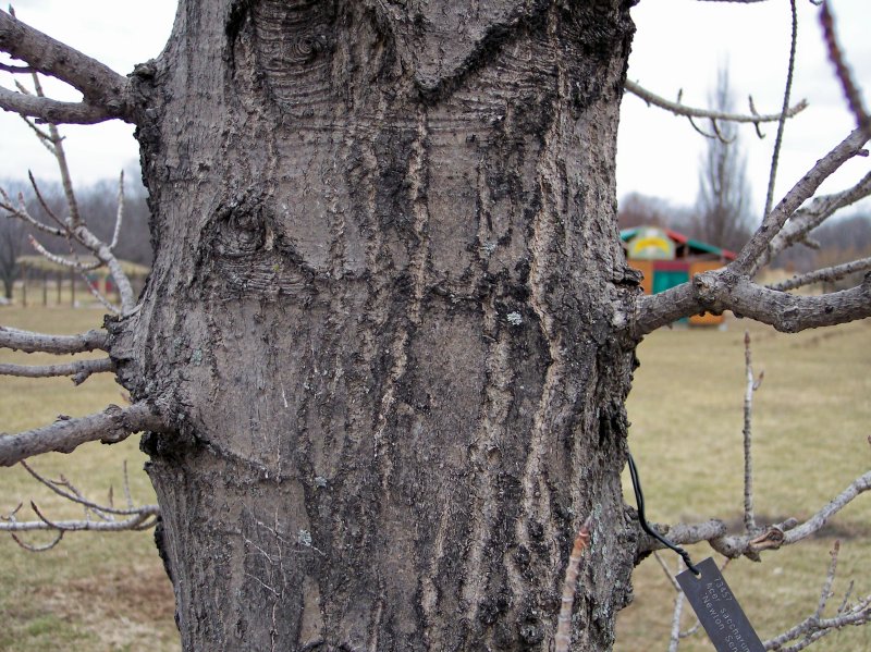Trunk of the Sugar Maple - Newton Sentry