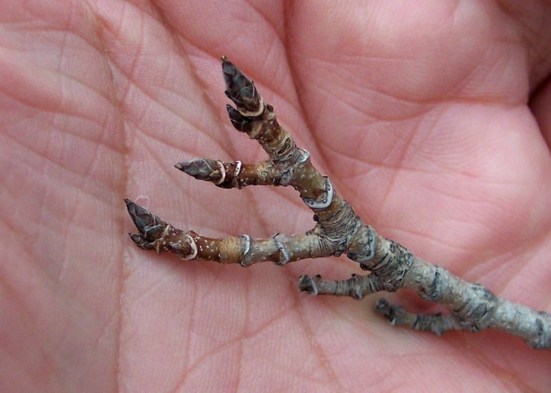 Bud of the Sugar Maple - Newton Sentry