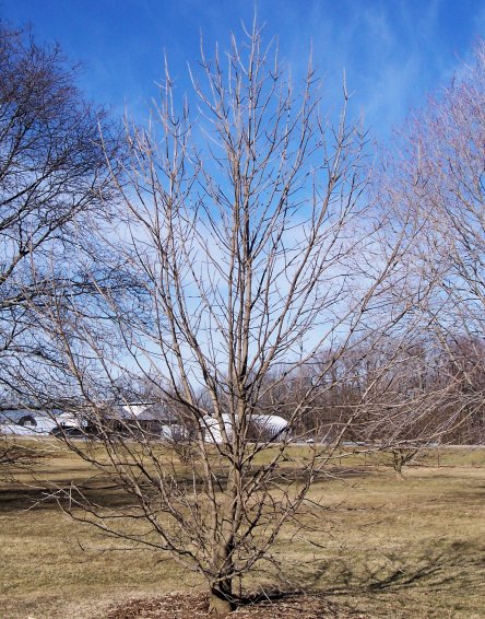 Blue Ash - young