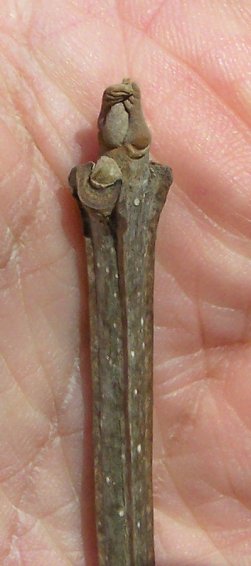Bud of the Blue Ash